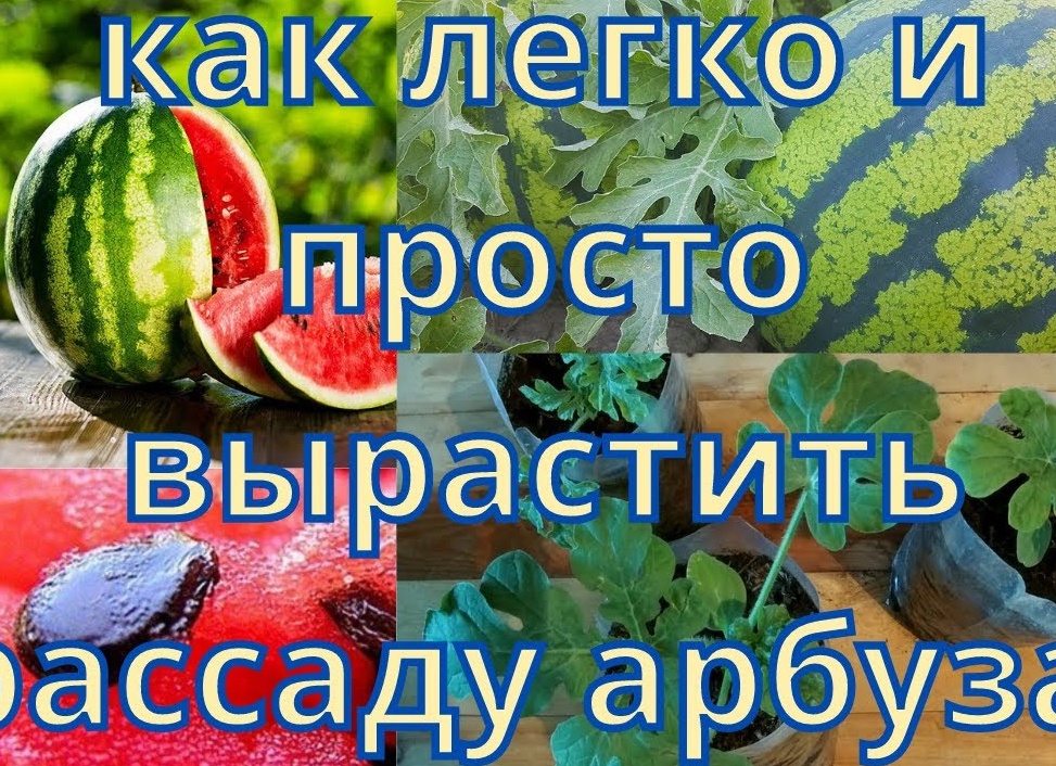 Как вырастить арбуз