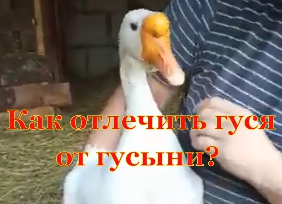Как отличить гусака от гусыни