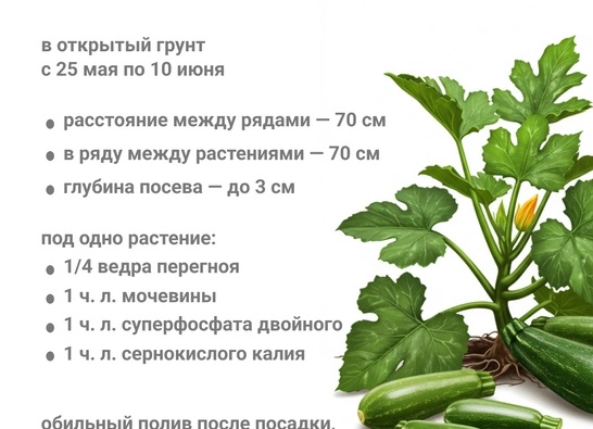 Как вырастить кабачки в открытом грунте