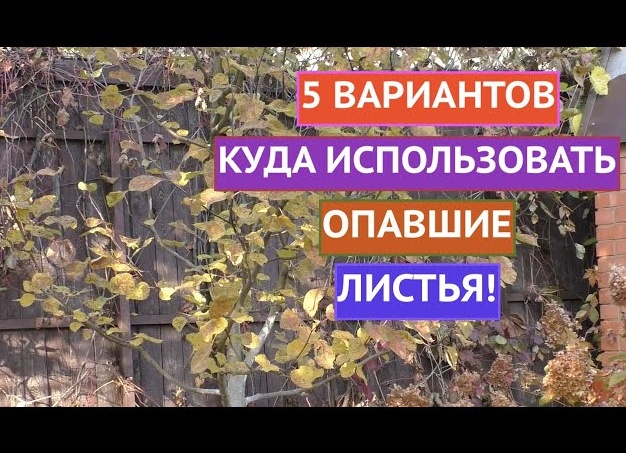 Куда девать опавшие яблоки, годятся ли они для приготовления компоста. Куда девать опавшие яблоки на даче.