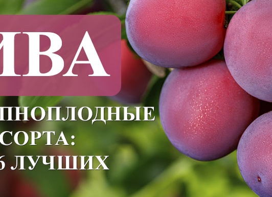 Самые крупноплодные и сладкие сорта сливы: выбираем 6 лучших