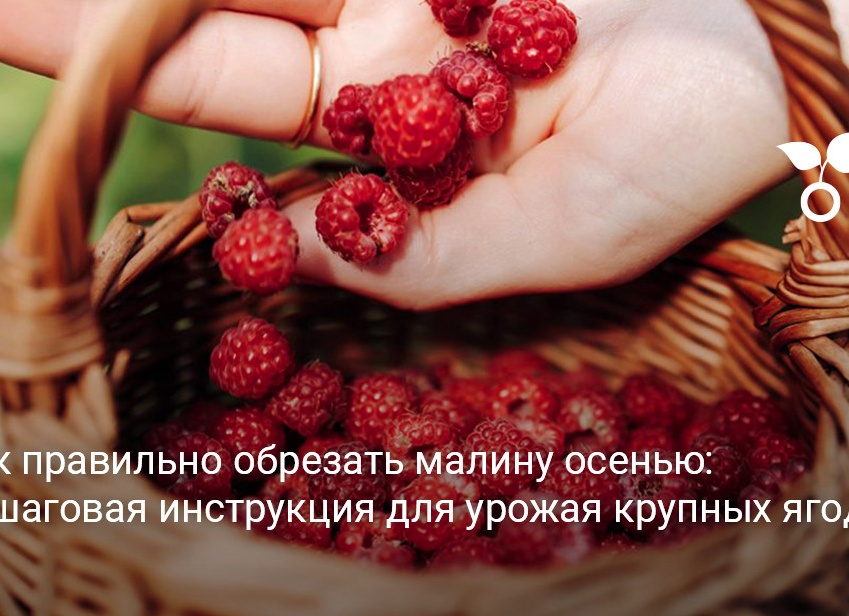 Как обрезать малину осенью? Пошаговая инструкция по обрезке малины