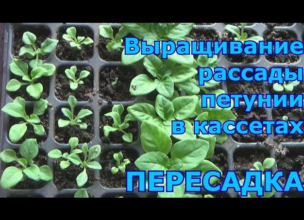 Когда рассаживать петунию после всходов, как правильно пикировать рассаду? Последующий уход. Когда пикировать петунию после всходов. Когда рассаживать петунию после всходов, как правильно пикировать рассаду? Последующий уход. Когда пикировать петунию после всходов.