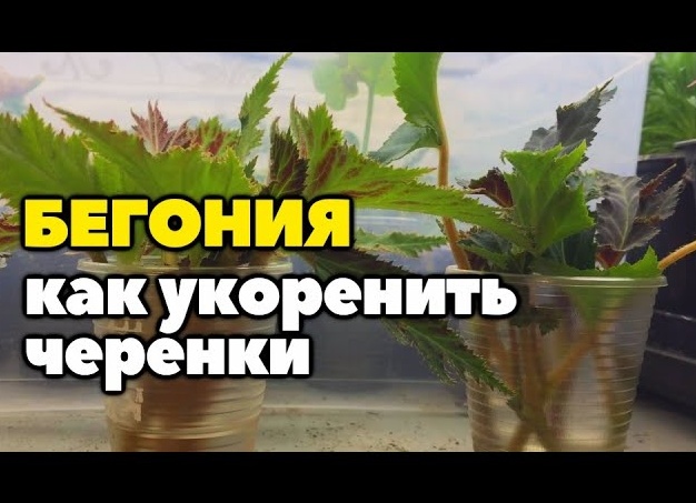 Как укоренить бегонию черенком? Размножение бегонии черенками в домашних условиях