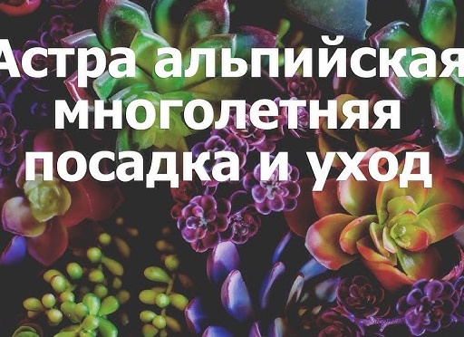 Астра альпийская многолетняя – выращивание и уход, фото и описание. Альпийская астра когда цветет.