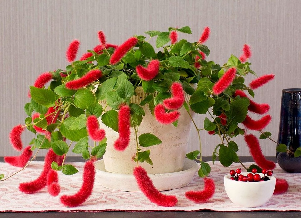 Акалифа дубравколистная — кудрявая и ползучая