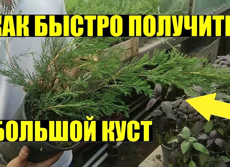 Как размножить можжевельник, быстрый и легкий способ черенками, отводками. Как размножить можжевельник черенками в домашних условиях.