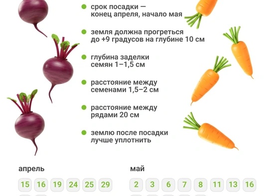 Как и когда сажать свеклу в открытый грунт? Правила посадки и благоприятные дни 2024 года по лунному календарю