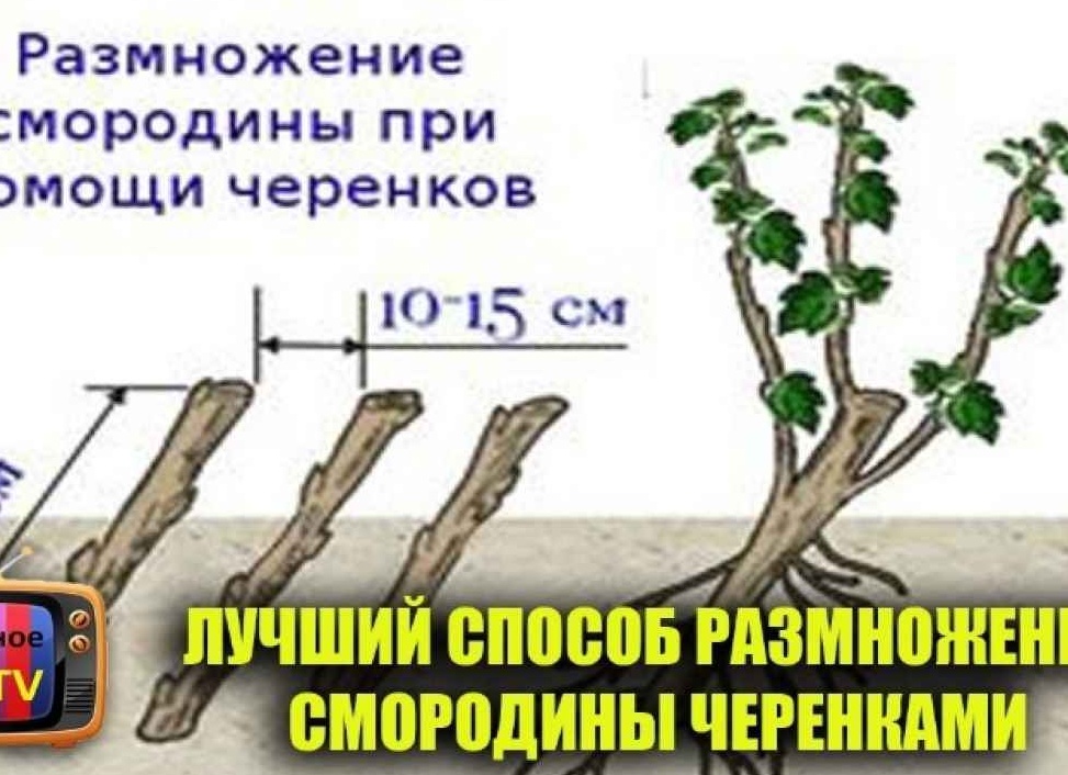 Все о размножении смородины черенками