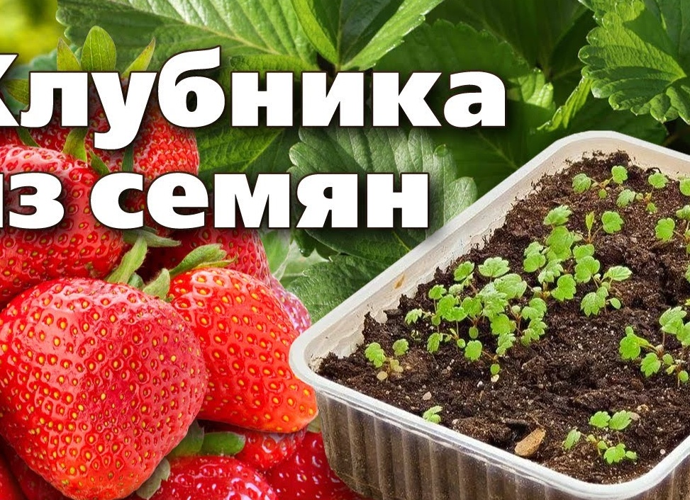 Выращивание клубники из семян