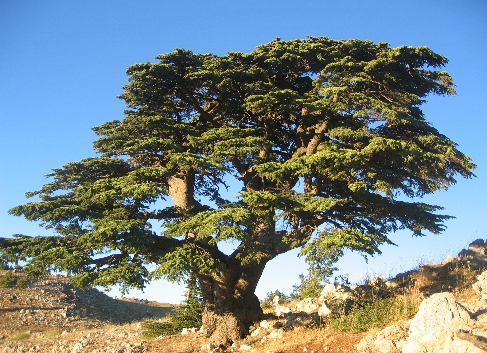 Кедр ливанский (Cedrus libani)