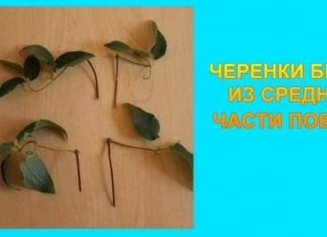 Мастер-класс: летнее черенкование клематисов