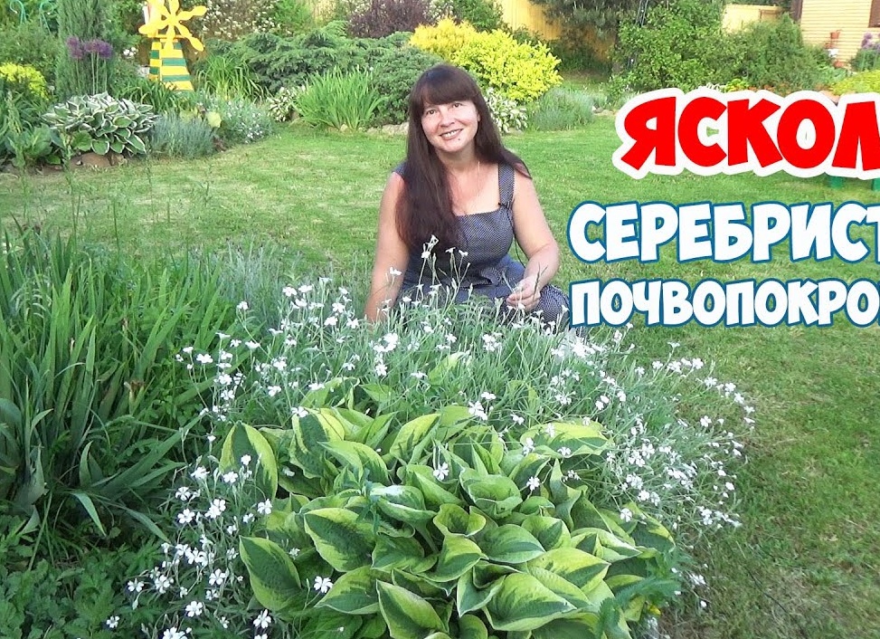 Выращивание ясколки многолетней. Когда сеять ясколку на рассаду.