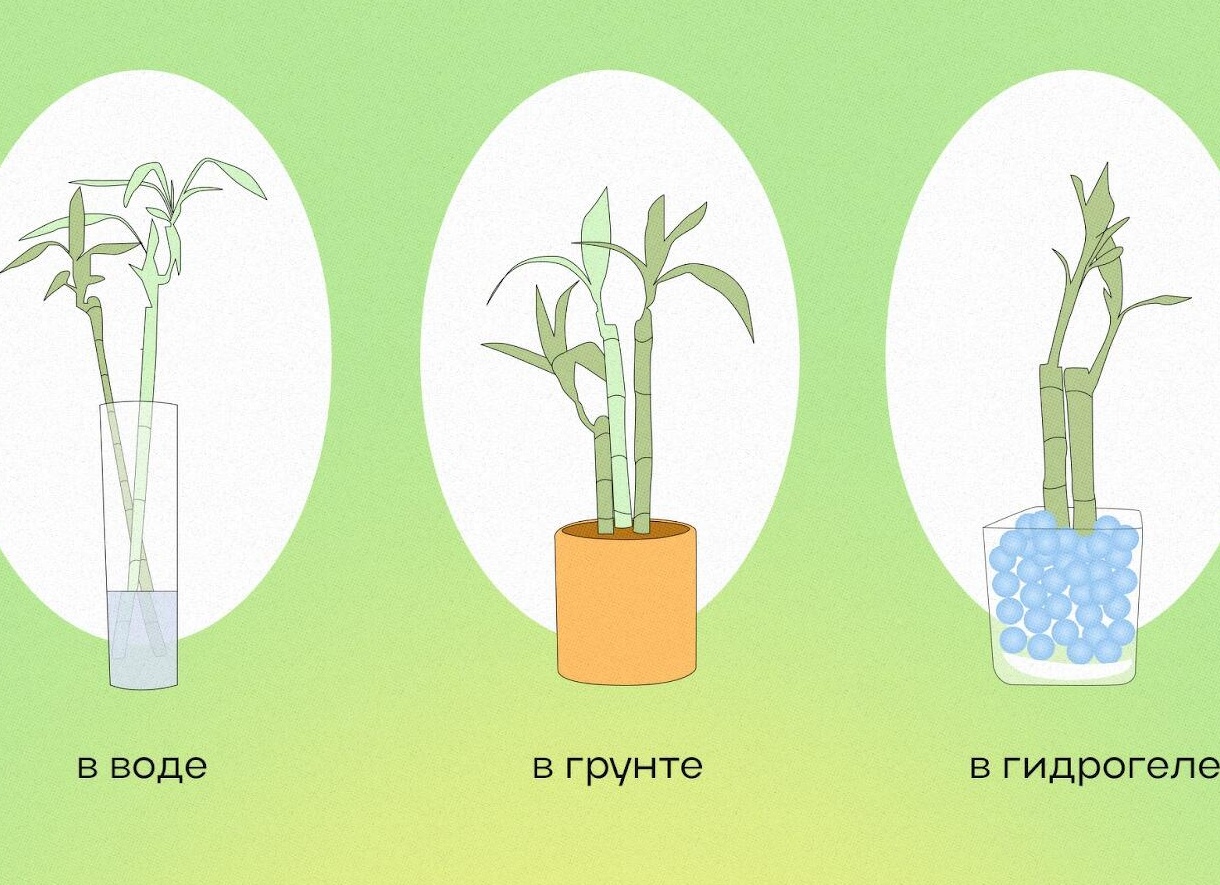 Как выращивать бамбук в домашних условиях: секреты ухода и необходимые условия