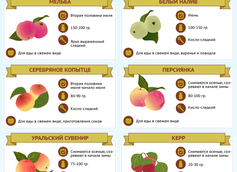 Лучшие сорта яблок