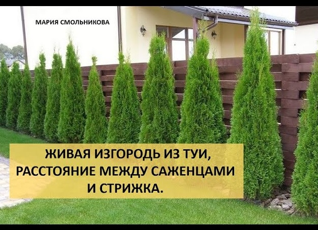 Какие туи сажать для живой изгороди