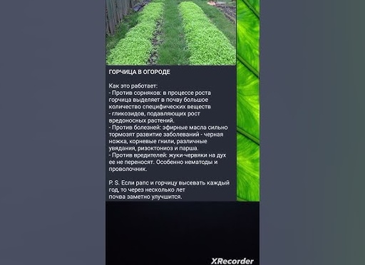 Горчица от вредителей в огороде