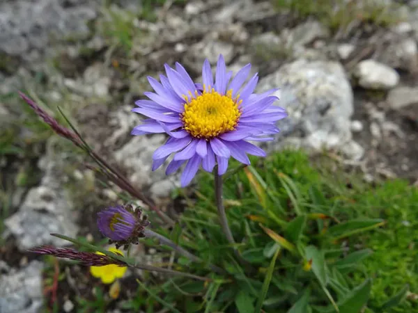 Астра альпийская многолетняя – выращивание и уход, фото и описание. Альпийская астра когда цветет. 8