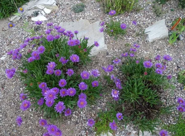 Астра альпийская многолетняя – выращивание и уход, фото и описание. Альпийская астра когда цветет. 4