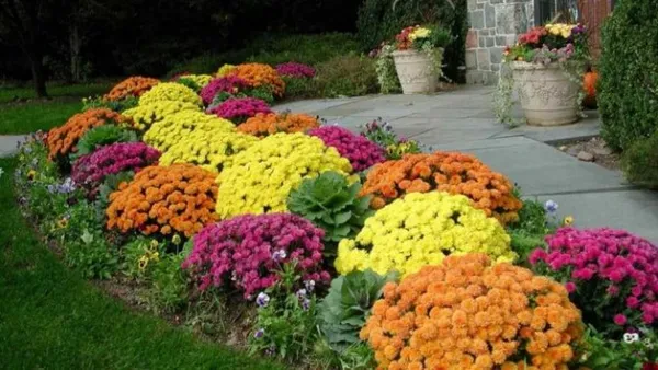 Как красиво посадить бархатцы на клумбе: лучшие сочетания цветов 