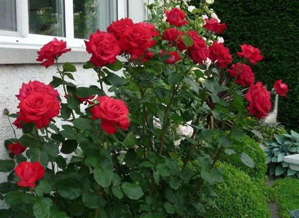 розы Дам де Керр