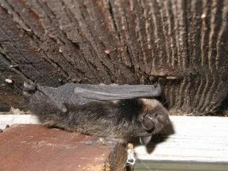 Как избавиться от летучих мышей (в доме, квартире или на даче). Чего боятся летучие мыши больше всего. 2