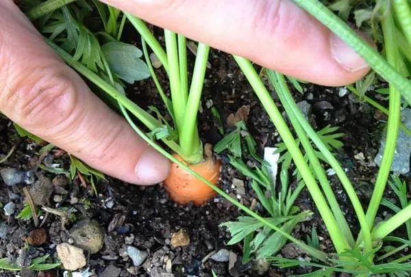 Что лучше всего вносить в почву при посадке моркови: секреты богатого урожая. Чем удобрять морковь при посадке. 3