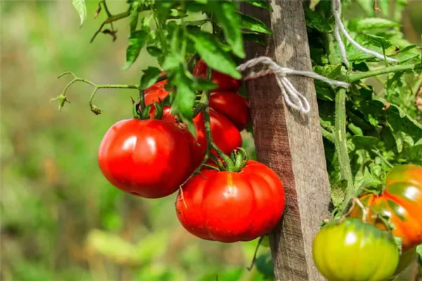 Истинным гурманам. Лучшие сорта томатов, используемые для вяления и сушки