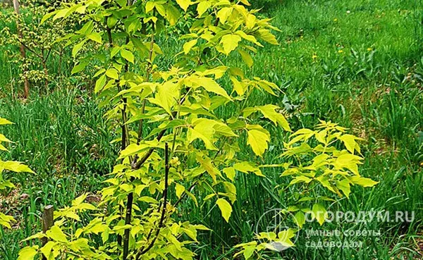 Деревце сорта Auratum отличается яркими лимонно-желтыми листьями (бронзовыми при распускании) с оранжево-желтоватыми черешками