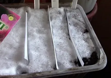 Как правильно посеять петунию на снег на рассаду