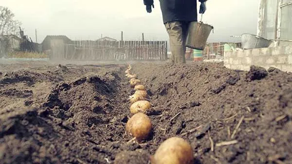 Подготовка почвы под посадку картофеля под сено