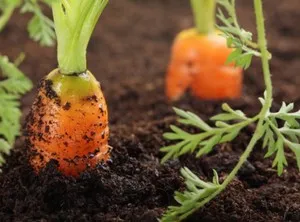 Как вырастить морковь