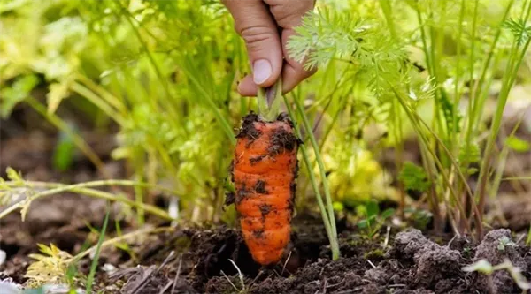 Какую почву любит морковь. Какую почву любит морковь. 2