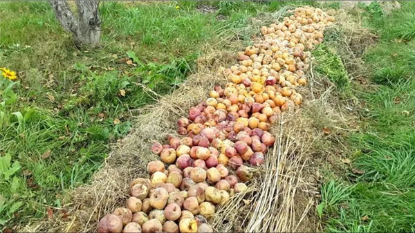 Куда девать опавшие яблоки, годятся ли они для приготовления компоста. Куда девать опавшие яблоки на даче. 4