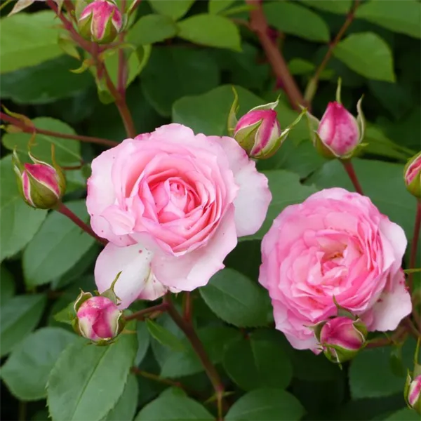 Ароматные плети роз. Как ухаживать за плетистыми розами. 3