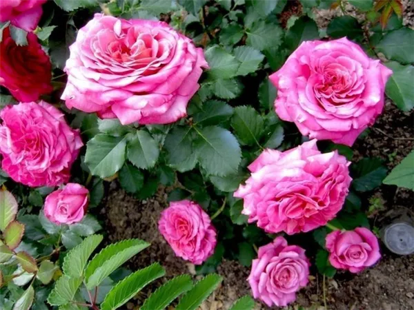 Ароматные плети роз. Как ухаживать за плетистыми розами. 5