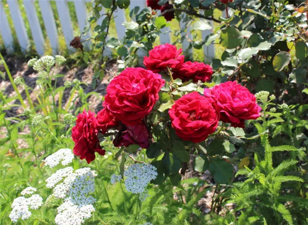 Ароматные плети роз. Как ухаживать за плетистыми розами. 4
