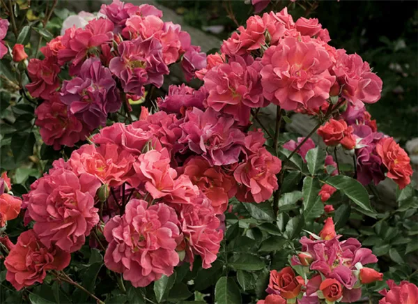Ароматные плети роз. Как ухаживать за плетистыми розами. 8