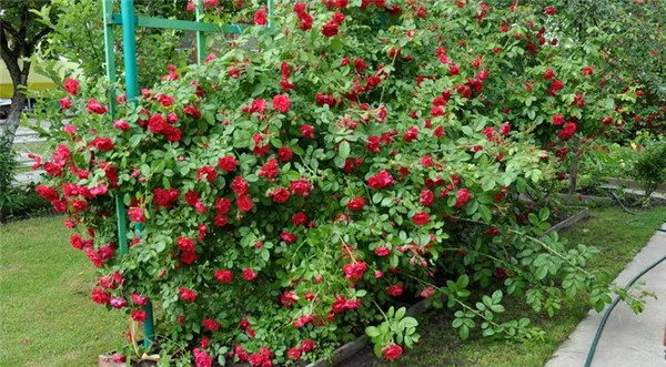 Ароматные плети роз. Как ухаживать за плетистыми розами. 11