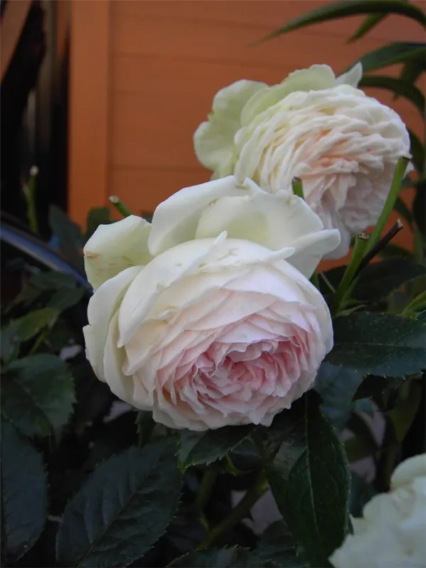 Ароматные плети роз. Как ухаживать за плетистыми розами. 2