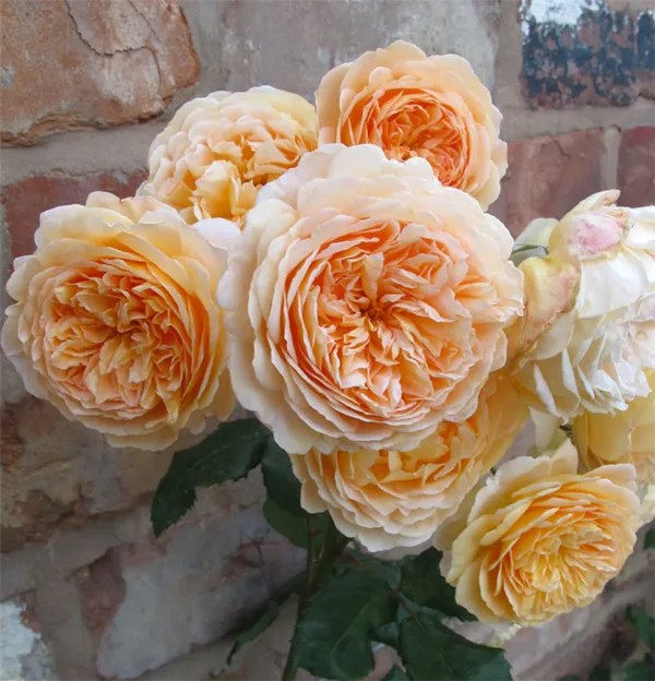 Ароматные плети роз. Как ухаживать за плетистыми розами. 6