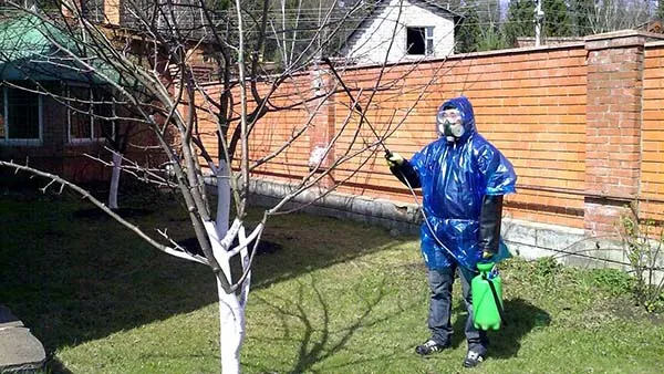 Описание парши на яблоне и лечение болезни. Парша на яблоне как бороться. 17