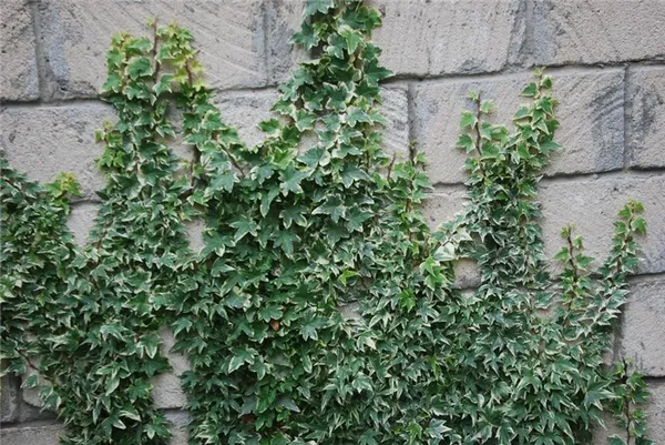 Плющ садовый вечнозеленый морозостойкий — как посадить в саду. Как быстро растет плющ на заборе. 3