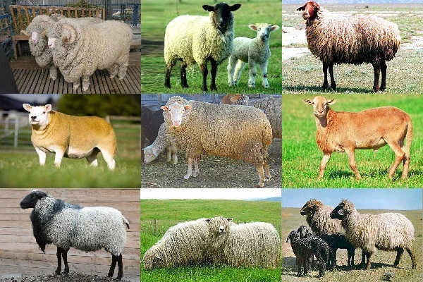 молочные овцы