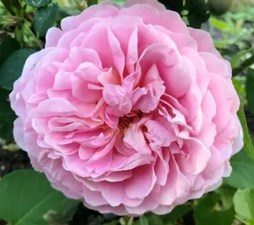 Английские розы – сорта с описанием и фото, особенности выращивания, обрезка и уход за растением. Розы остина что это такое. 4