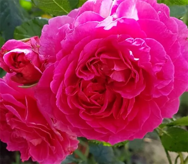 Английские розы – сорта с описанием и фото, особенности выращивания, обрезка и уход за растением. Розы остина что это такое. 5