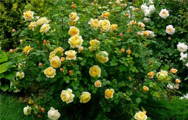 Английские розы – сорта с описанием и фото, особенности выращивания, обрезка и уход за растением. Розы остина что это такое. 3
