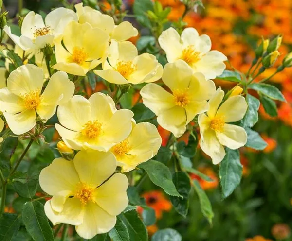 Английские розы – сорта с описанием и фото, особенности выращивания, обрезка и уход за растением. Розы остина что это такое. 6