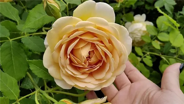 Английские розы – сорта с описанием и фото, особенности выращивания, обрезка и уход за растением. Розы остина что это такое. 2