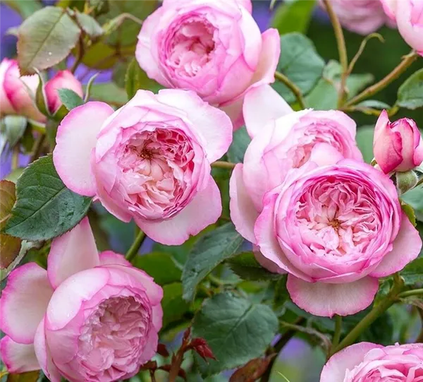 Английские розы – сорта с описанием и фото, особенности выращивания, обрезка и уход за растением. Розы остина что это такое. 7
